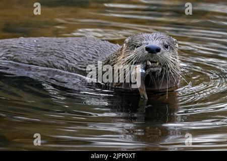 Loutre eurasien / loutre de rivière européenne (Lutra lutra) manger des poissons d'eau douce pêchés dans l'eau du lac Banque D'Images