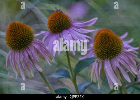 Fleurs blanches et pourpres les fleurs d'échinacée purpurea ferment la fleur pourpre de l'est[2], fleurs de conée pourpres, fleurs de conée de hérisson Banque D'Images