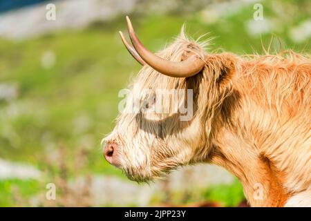 Highland cow, Isle of Harris, dans Outer Hebrides, Écosse. Mise au point sélective Banque D'Images