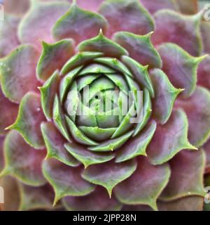 Gros plan sur une variété de houseleek. C'est une plante de Sempervivum tectorum, un succulent Banque D'Images