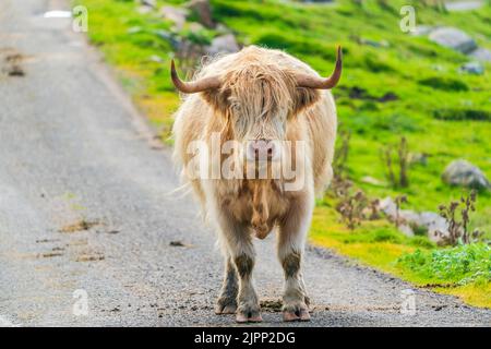 Highland vache sur la route, île de Harris à Outer Hebrides, Écosse. Mise au point sélective Banque D'Images