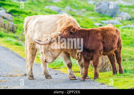 Vache des Highlands avec un veau, Isle of Harris, dans Outer Hebrides, Écosse. Mise au point sélective Banque D'Images