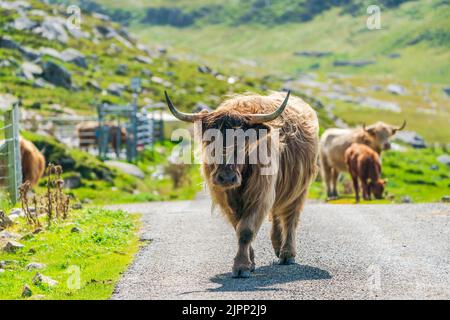 Highland vache sur la route, île de Harris à Outer Hebrides, Écosse. Mise au point sélective Banque D'Images