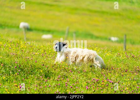 Moutons écossais à Blackface sur l'île de Lewis et Harris, Écosse Banque D'Images