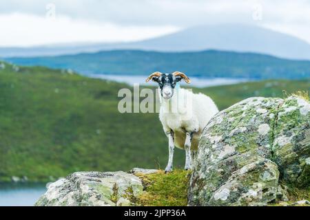 Moutons écossais sur l'île de Lewis et Harris, Écosse Banque D'Images