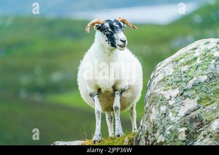 Moutons écossais sur l'île de Lewis et Harris, Écosse Banque D'Images