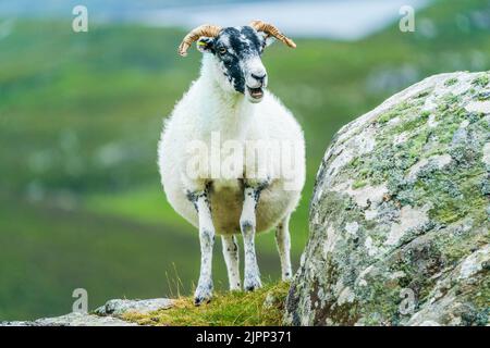 Moutons écossais sur l'île de Lewis et Harris, Écosse Banque D'Images