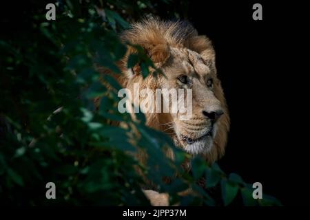 Vue en profil d'un lion mâle adulte (Panthera leo) derrière le Bush et isolé sur fond noir Banque D'Images