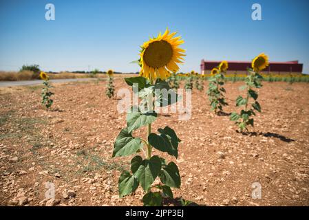 Champ de tournesols avec ciel bleu. Vue sur la campagne. Image d'arrière-plan de fleur Banque D'Images