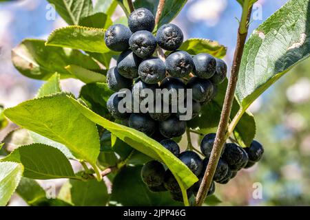 Baies Aronia sur la brousse Banque D'Images