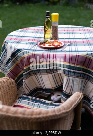 Petit déjeuner au keto sain, œufs brouillés, bacon et tomates sur une table avec une nappe à carreaux sur la terrasse d'une maison de campagne. Look chat affamé Banque D'Images