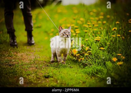 Un adorable chaton thaïlandais de tabby marche sur une laisse avec son propriétaire dans une prairie verte surcultivée avec des pissenlits jaunes le jour de l'été. Une promenade dans la nature avec un p Banque D'Images