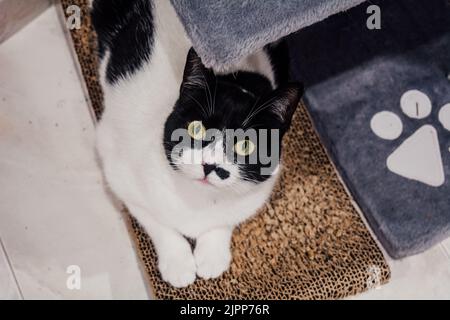 Un portrait d'un chat bicolore mignon posé sur le sol Banque D'Images