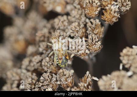 Bugs vrais ( Hemiptera ) gros plan de l'insecte Rhopalide Rhopalidae. Banque D'Images