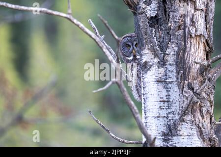 Un hibou drôle perché sur un arbre Banque D'Images