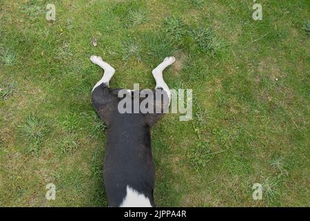 La très courte queue courbé d'un chien de Boston Terrier couché à plat sur l'herbe avec ses jambes dans la posture de jambe de grenouilles. Banque D'Images