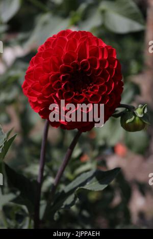 Un fil d'une fleur de pivoine dans un jardin local Banque D'Images