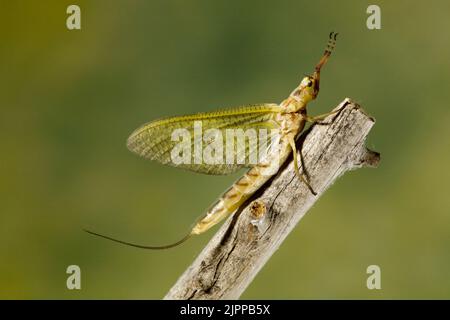 Détail d'une mouche géante, Hexagenia limbata, perchée sur une branche le long de la rivière Columbia près d'Arlington, Oregon. Banque D'Images