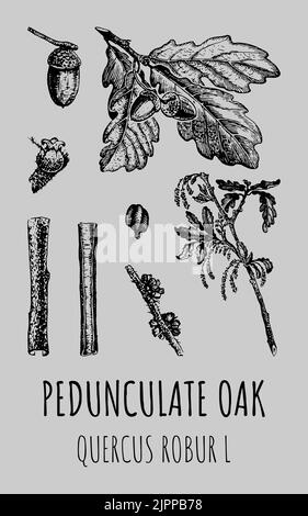 Illustration vectorielle des feuilles de chêne Pedunculate, des glands, des brindilles. QUERCUS ROBUR L. dessin réaliste. Symbole d'automne. Illustration de Vecteur