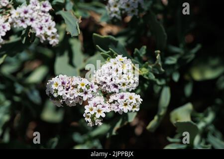 Fleurs jaunes Scorpioid cyme inflorescences Heliotropium Curassavicum, Heliotropiaceae, originaire du désert de Mojave occidental, Springtime. Banque D'Images