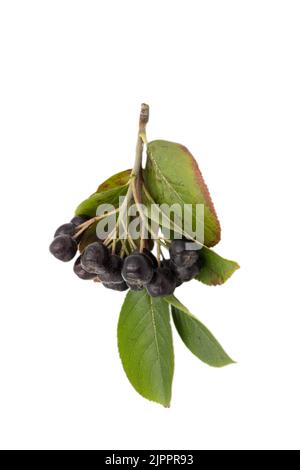 Mûre de choix avec des feuilles isolées sur fond blanc. Une branche avec des fruits, l'état de la plante en été. Banque D'Images