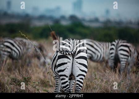 Zèbres qui paissent les prairies de Savannah dans le parc national de Nairobi dans la capitale du Kenya Banque D'Images