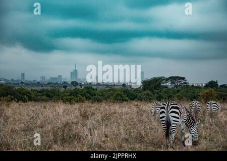 Zèbres qui paissent les prairies de Savannah dans le parc national de Nairobi dans la capitale du Kenya Banque D'Images