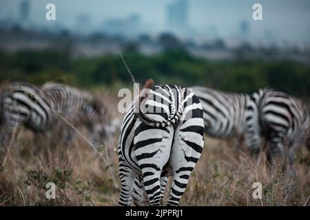 Zèbres qui paissent les prairies de Savannah dans le parc national de Nairobi dans la capitale du Kenya Banque D'Images