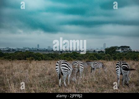 Zèbres qui paissent les prairies de Savannah dans le parc national de Nairobi dans la capitale du Kenya Banque D'Images