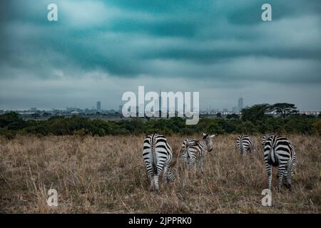 Zèbres qui paissent les prairies de Savannah dans le parc national de Nairobi dans la capitale du Kenya Banque D'Images