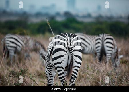 Zèbres qui paissent les prairies de Savannah dans le parc national de Nairobi dans la capitale du Kenya Banque D'Images