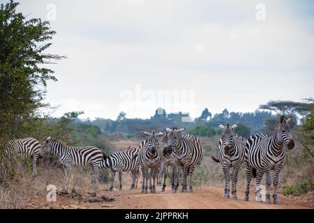 Zèbres qui paissent les prairies de Savannah dans le parc national de Nairobi dans la capitale du Kenya Banque D'Images