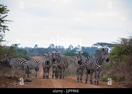 Zèbres qui paissent les prairies de Savannah dans le parc national de Nairobi dans la capitale du Kenya Banque D'Images