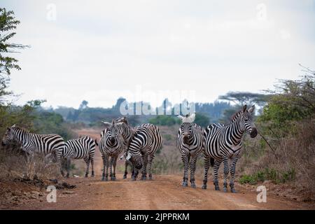 Zèbres qui paissent les prairies de Savannah dans le parc national de Nairobi dans la capitale du Kenya Banque D'Images