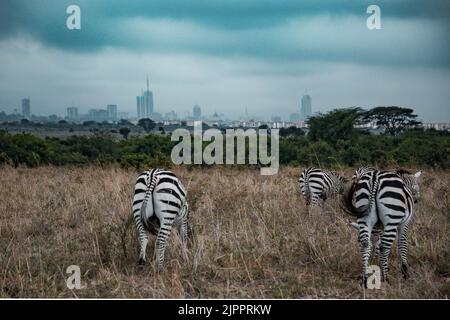 Zèbres qui paissent les prairies de Savannah dans le parc national de Nairobi dans la capitale du Kenya Banque D'Images