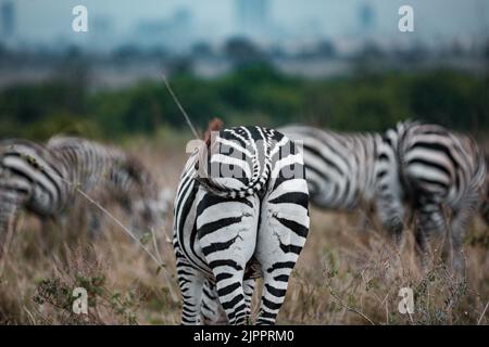 Zèbres qui paissent les prairies de Savannah dans le parc national de Nairobi dans la capitale du Kenya Banque D'Images