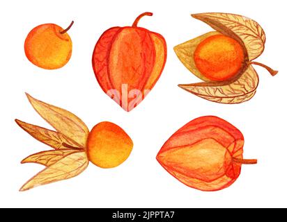 Collection de groseilles à maquereau dessinées à la main Banque D'Images