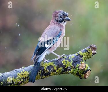 Jay eurasien (Garrulus glandarius) perçant sur une branche de mousse sous la pluie, Lincolnshire, Royaume-Uni Banque D'Images