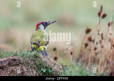 Un pic vert eurasien (Picus viridis) recherche de nourriture dans un pré, Lincolnshire, Angleterre Banque D'Images