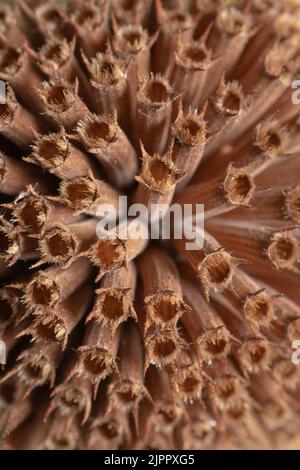 Gros plan de la tête de fleur sèche et brune d'une plante de baumes d'abeilles (bergamote) en automne. Banque D'Images