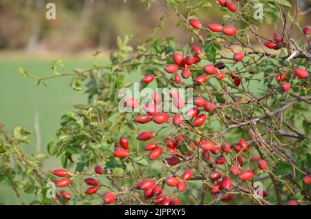 Arbuste de rosehip aux fruits rouges devant la forêt floue et le fond du champ Banque D'Images