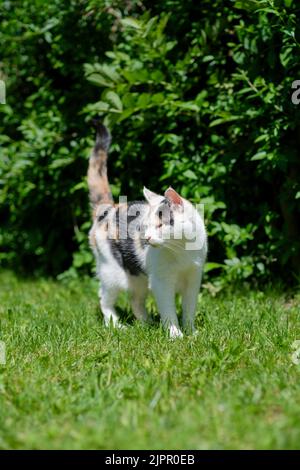 Un cliché vertical du chat européen de Shorthair debout sur l'herbe verte avec le contrefort derrière Banque D'Images