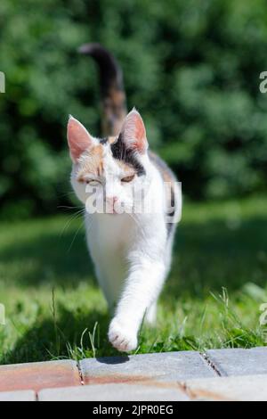 Un cliché vertical du chat européen de Shorthair debout sur l'herbe verte avec le contrefort derrière Banque D'Images