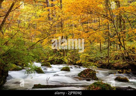 Feuillage d'automne Oirase Stream. Rivière coulant, feuilles tombées, rochers mousseux couleurs d'automne dans le parc national de Towada Hachimantai, Aomori, Japon. Banque D'Images