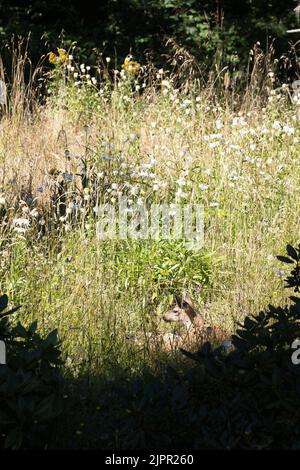 Un jeune fauve allongé dans un pré herbacé avec des fleurs sauvages. Banque D'Images