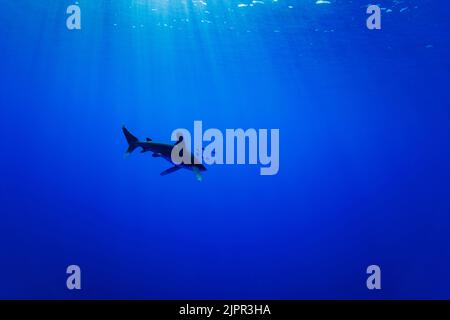 Le requin blanc océanique, Carcharhinus longimanus, y vit en pleine mer. Cet individu a été rencontré à plusieurs kilomètres de Big Island avec Banque D'Images