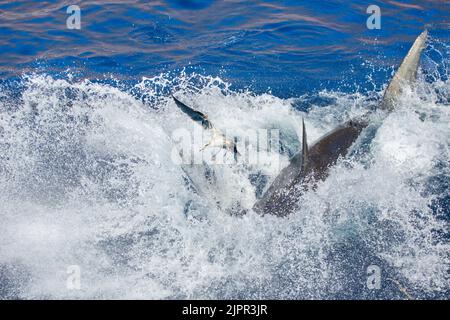 Ce goéland occidental, Larus occidentalis, est venu très près d'être un plat d'accompagnement, lorsque ce grand requin blanc, Carcharodon carcharias, a pris un appât flottant Banque D'Images