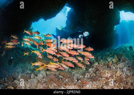 Plongeur (MR) et école de mangeoire jaune, Mulloidichthys vanicolensis, Hawaii. Cette espèce devient rouge la nuit et lorsqu'elle est dans des grottes pendant le Th Banque D'Images