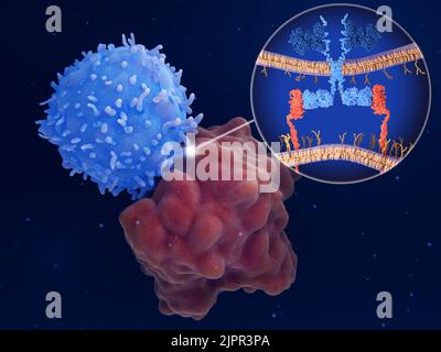 Traitement par récepteur d'antigène chimérique (RAC), illustration Banque D'Images