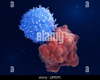 Cellule T conçue attaquant une cellule de leucémie, illustration Banque D'Images